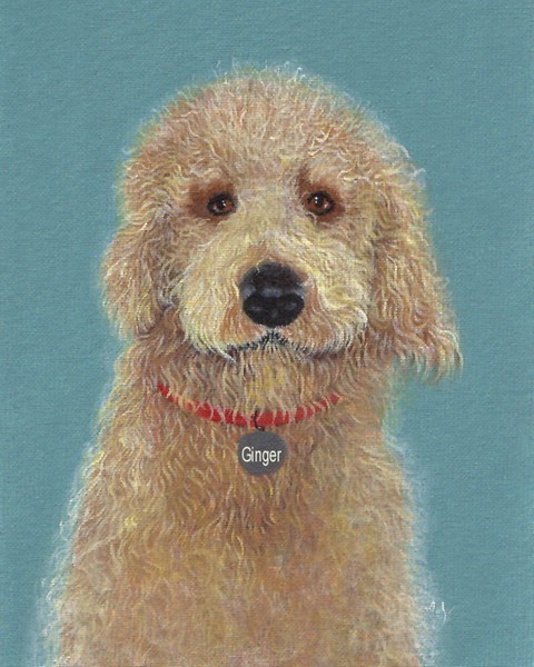 Goldendoodle