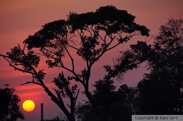 Rain Tree Sunset