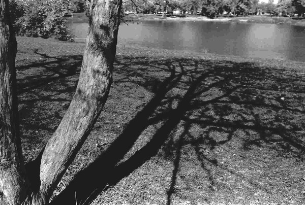 Tree Shadow