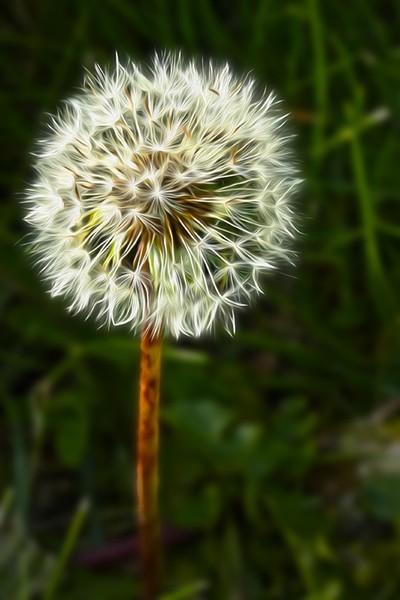 Dandelion HDR