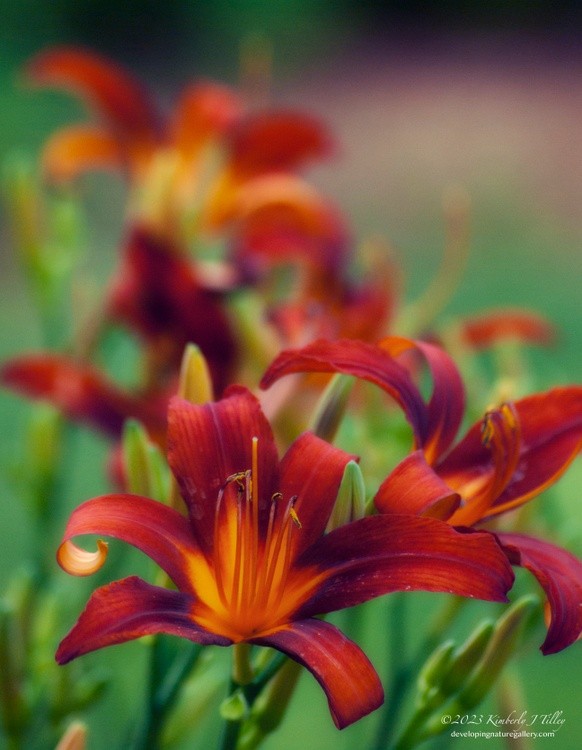 Orange day-lily P6113