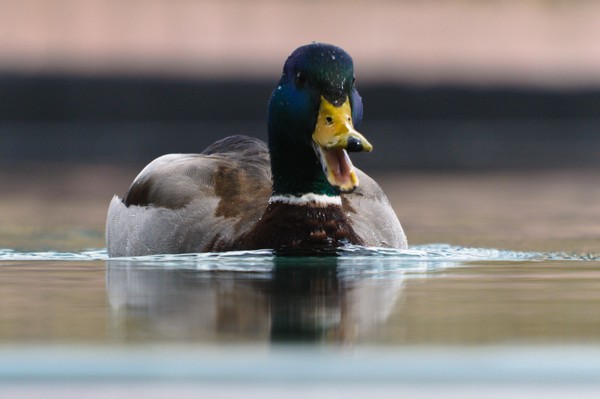 Duck