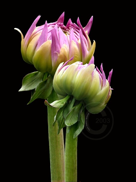 Budding Beauty Dahlia's