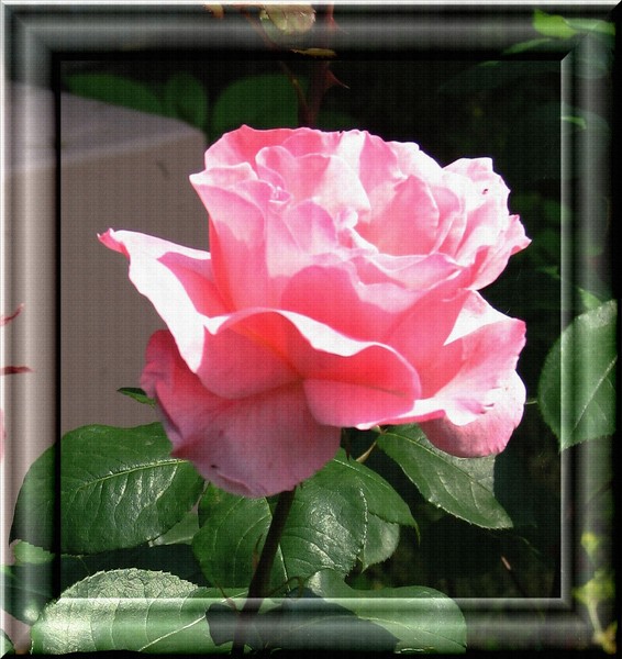 The Pink Rose