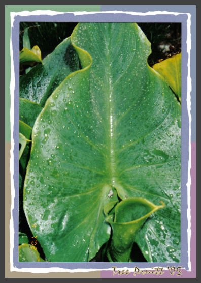 Plantation Lily Leaf