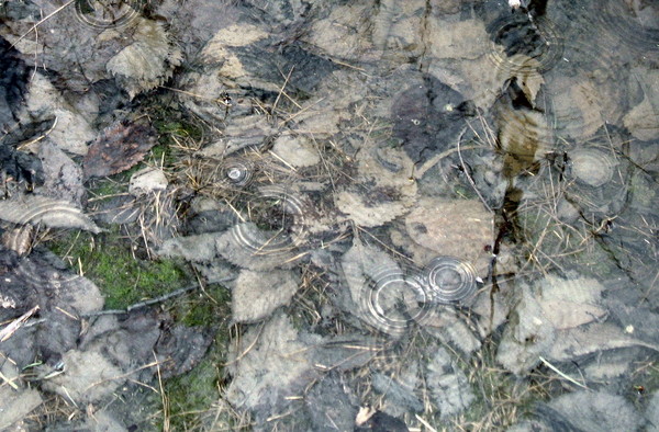 Rain Rings