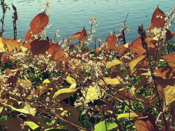 Autumn In Cambridge