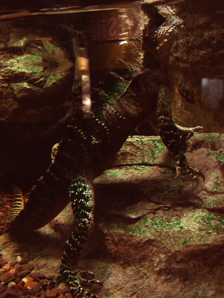 Lizard