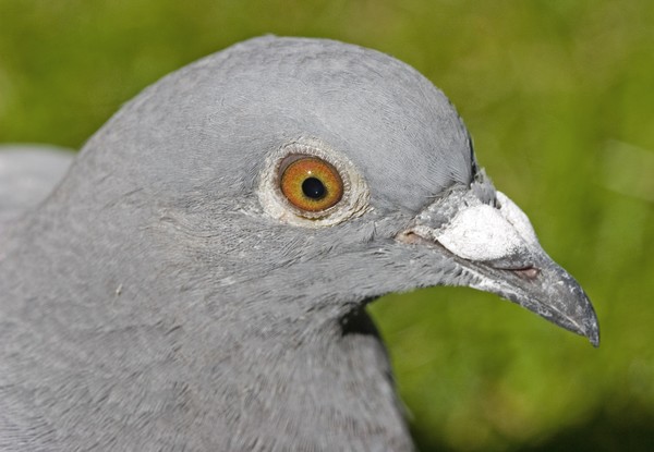 Homing pigeon
