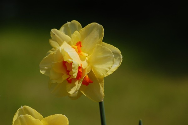 Lonely Daffodill