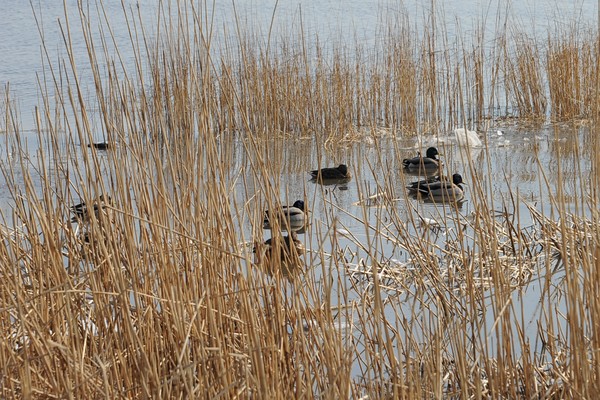 Sheltering Mallards