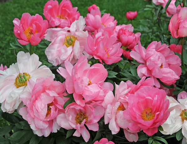 Goodstay Peonies