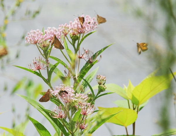 Tiny Butterflies