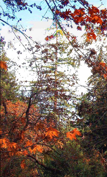 Santa Cruz Mountain Trees
