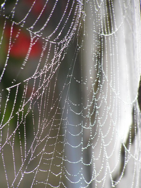raindrops and spider web