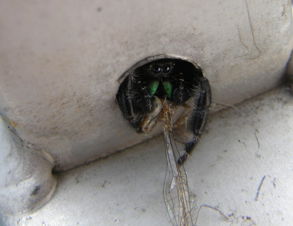 Death of a dragonfly