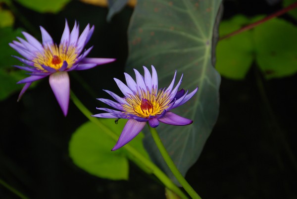 Purple Lily
