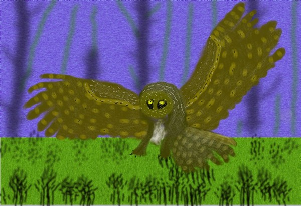 O353 owl on the h unt
