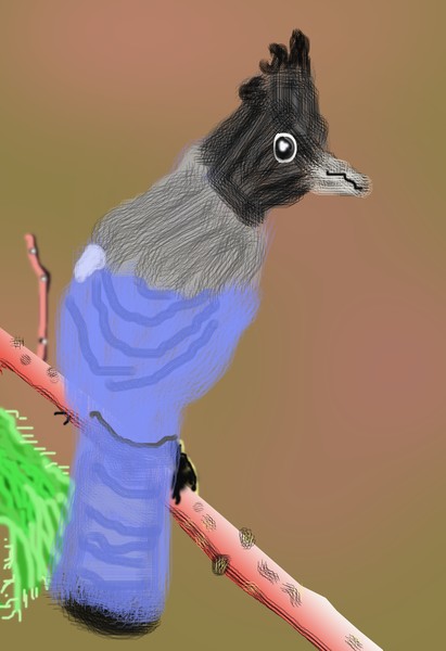 O552 Stellar Jay