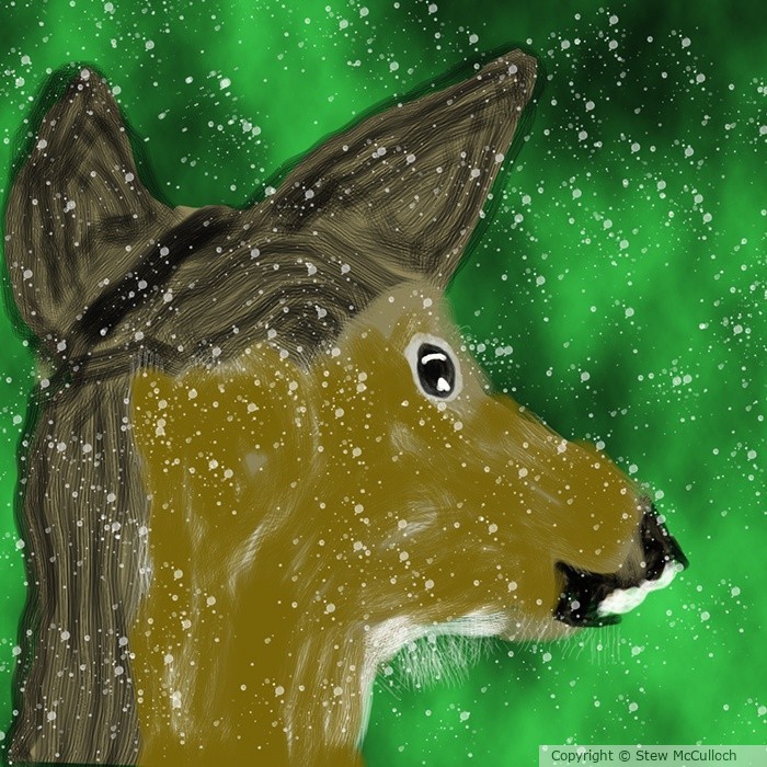 White Tail in the Snow  P339