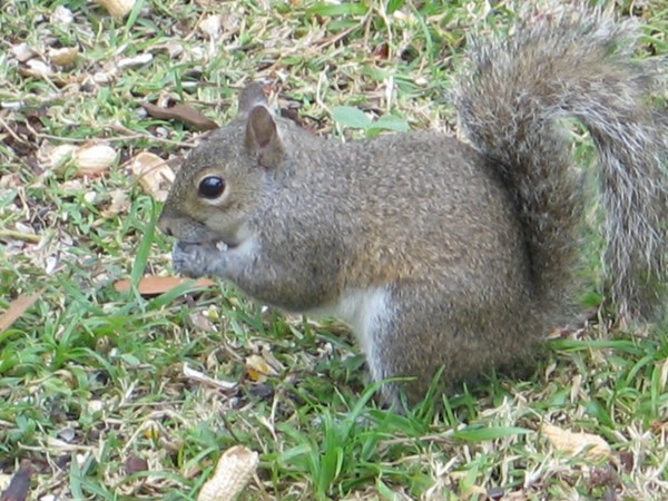 Squirrel ..morning feeding time