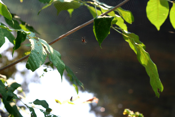 Spider Web 2
