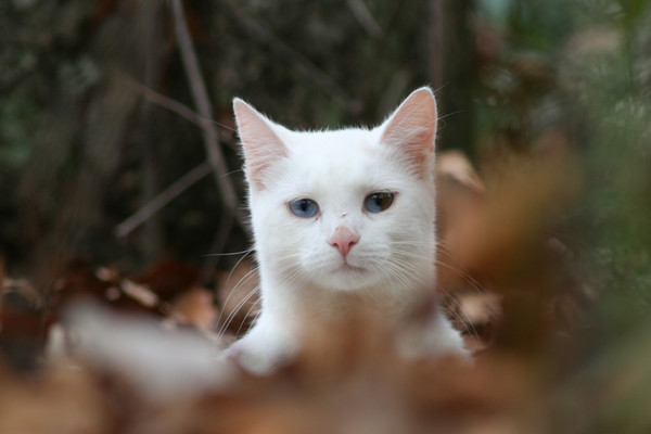 VERY Odd-eyed Kitty