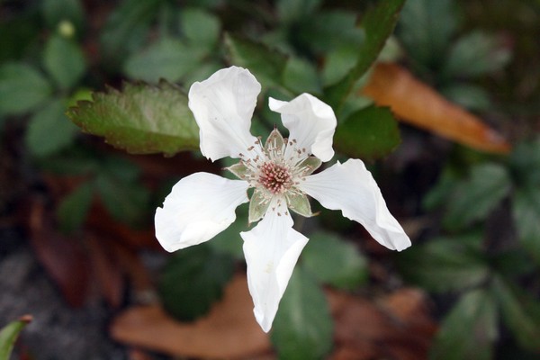 White Beauty
