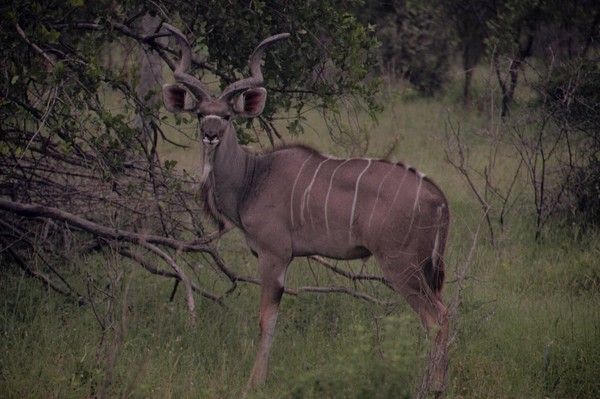 Kudu Facing forward