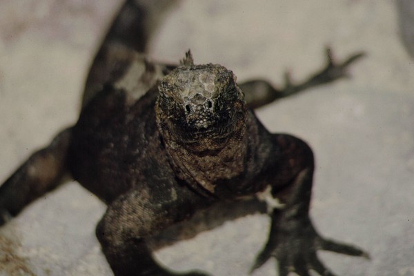Galapagos sea  Iguana