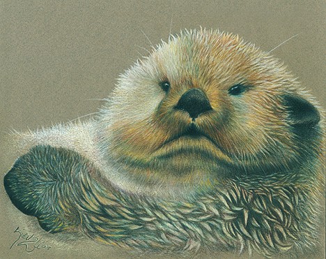 Baby Sea Otter