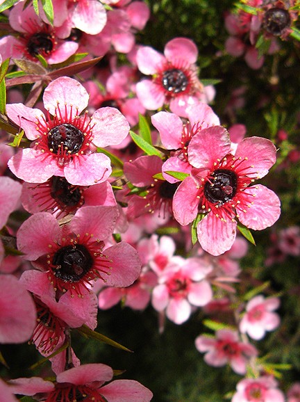 Pink Bliss