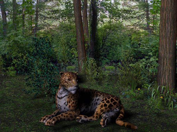Clarkies Jaguar