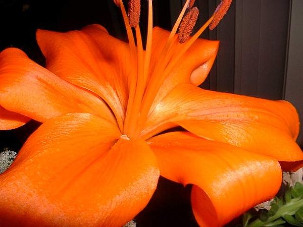 A flower to be named