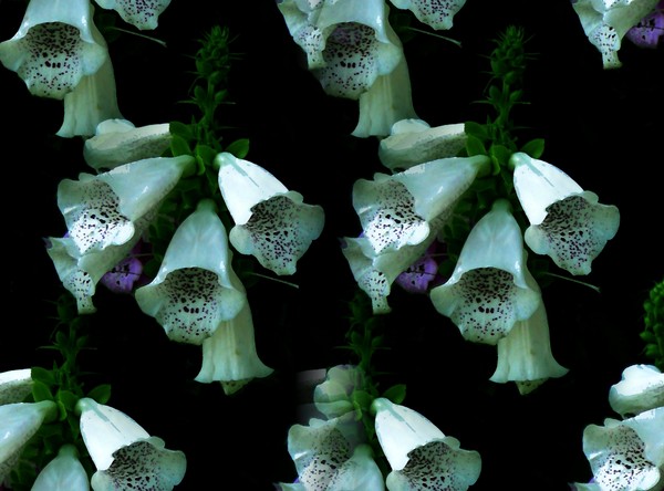 Classic Fox Gloves (Two)