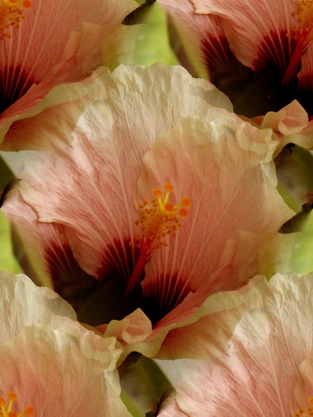 Hibiscus In The Park (Seven)