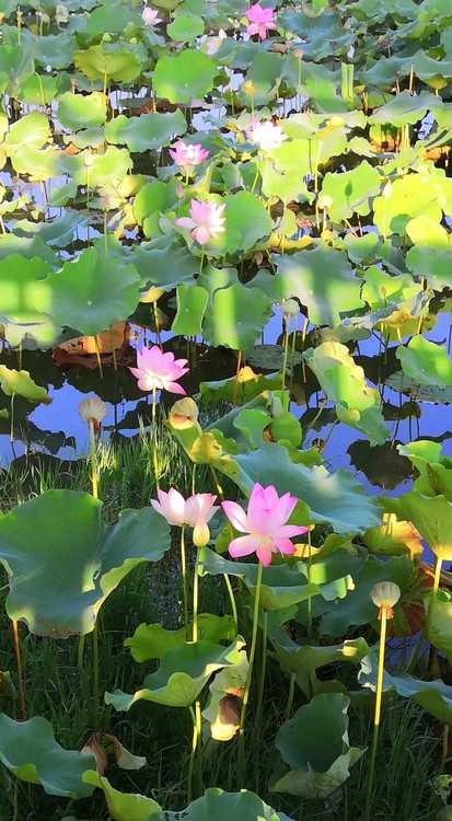 Lotus Pond