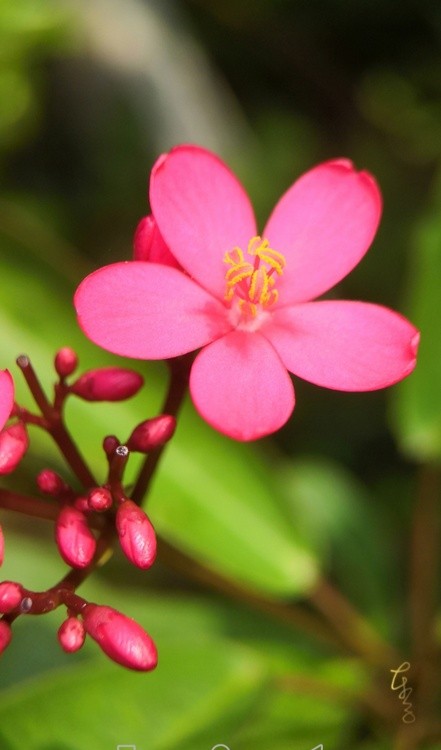 Oleander