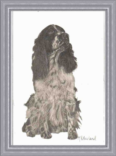 Springer Spaniel Portrait