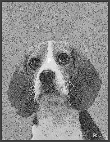 My Dog Shorty...