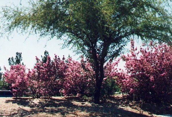 Texas Rangers in Bloom