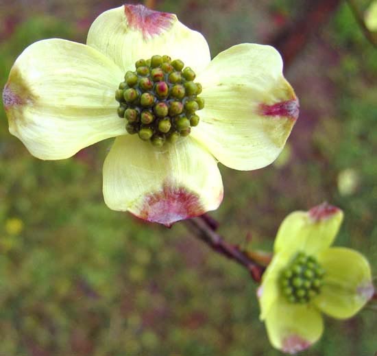 Dogwood Daze