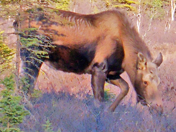 May Day Moose I