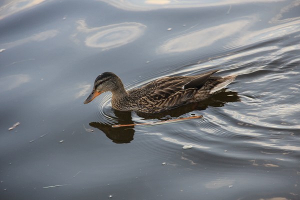 another mallard close up