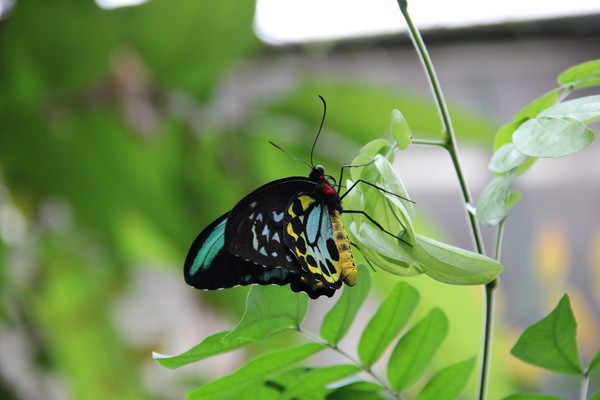 Super colorful butterfly-Cairns Birdwing