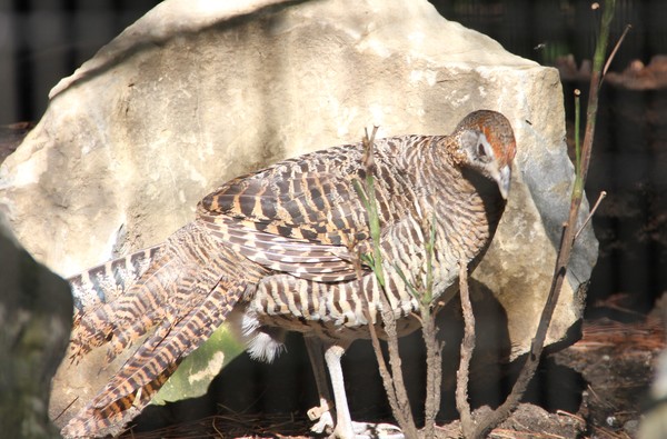 Speckled beauty