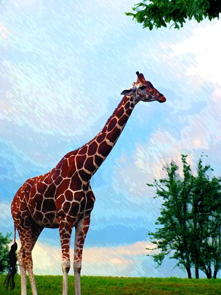 Giraffe