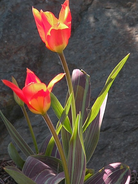 tulips