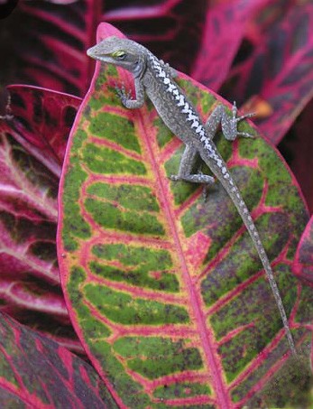 Chameleon