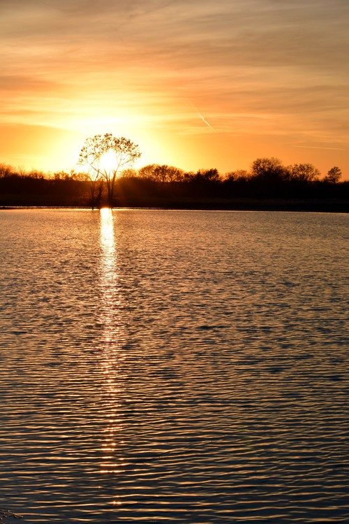 Tree On Fire